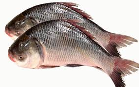 Katol Fish