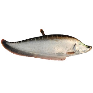 Chitol Fish