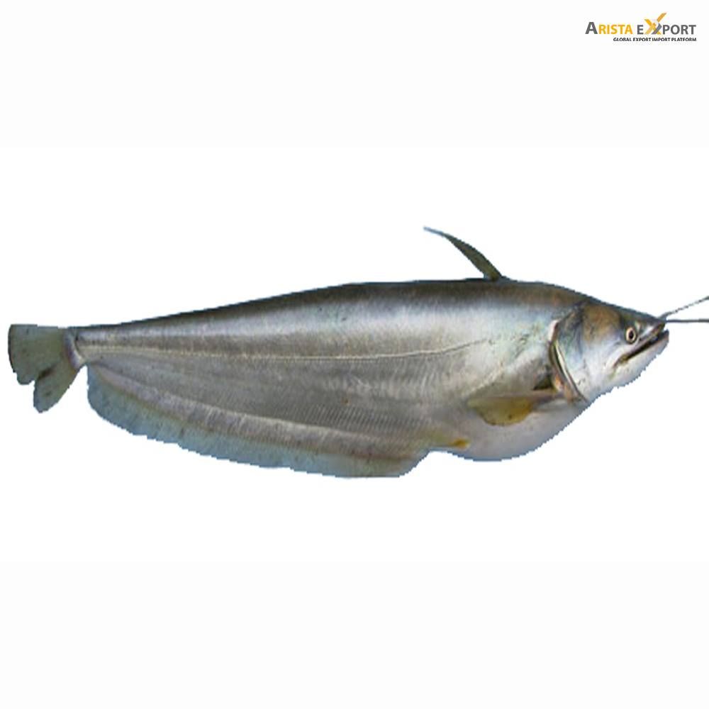 Boal Fish (400-600 gm)